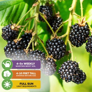 May include: Close-up of ripe blackberries growing on a vine. The image includes text that reads "4-5x WEEKLY MAINTAIN MOIST SOIL", "4-10 FEET TALL AVERAGE MATURE SIZE", and "FULL SUN LIGHT REQUIREMENTS".