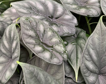 Dragon Scale Elephant Ear - Alocasia baginda - Live Plant