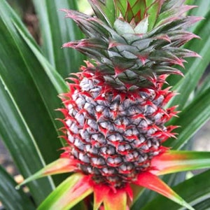 Florida Special Pineapple - Ananas comosus - Live Plant