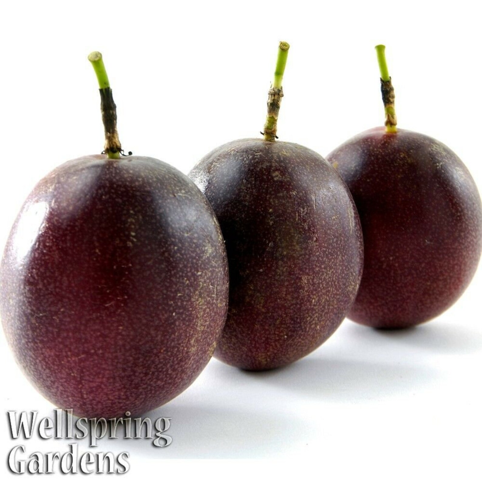 Purple Possum Passiflora edulis Passion Fruit Flower Vine LIVE image 0.