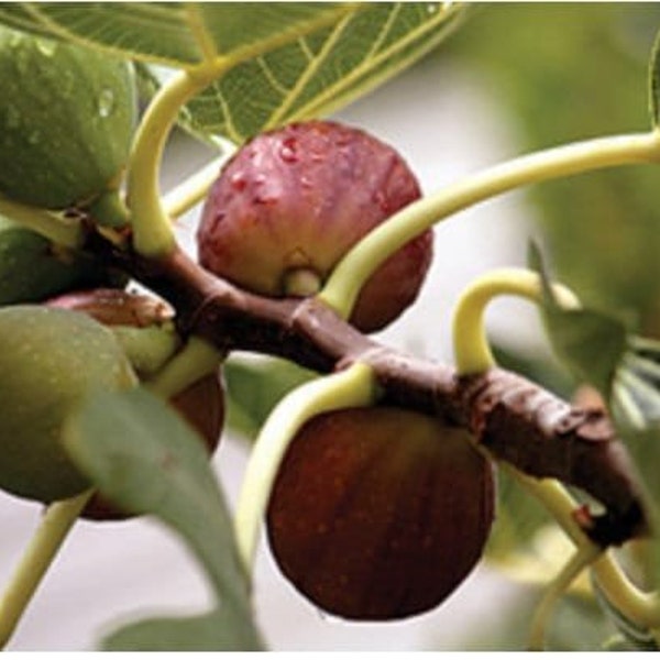 Celeste Fig (Honey/Sugar Fig) - Ficus carica - Live Plant