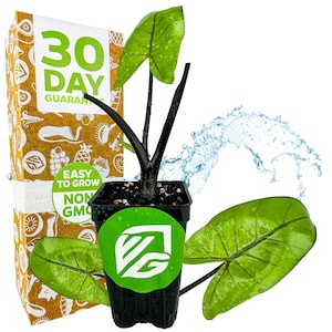 Black Stem Elephant Ear - Alocasia macrorrhiza - Live Plant