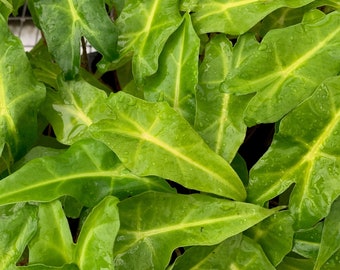 Golden Dragon Elephant Ear - Alocasia - Live Plant