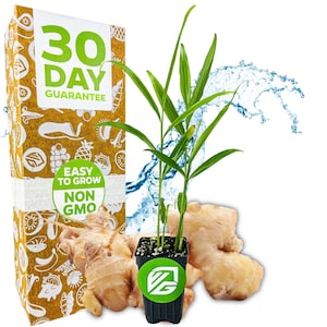 Ginger (Common Cooking Variety) - Zingiber officinale - Live Plant