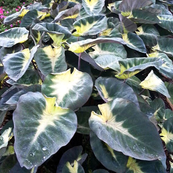 size Bulb colocasia esculenta Tropical Bulb Elephant Ears Ruffles 1-small
