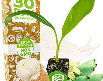Ice Cream Banana - Musa acuminata