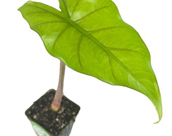 Sumo Elephant Ear - Alocasia - Live Plant