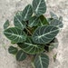 Black Velvet Elephant Ear - Alocasia reginula - Live Plant