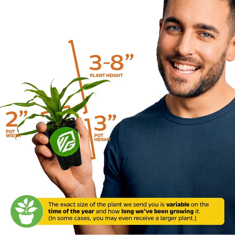 Wellspring Gardens Florida Special Pineapple - Thumbnail 4