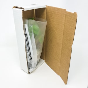 May include: A white cardboard box with a brown cardboard flap open, revealing a green plant inside a clear plastic bag. The box has the text "TRANSFER TO A PERMANENT LOCATION IN SPRING OR SUMMER ONCE ALL DANGER OF FROST HAS PASSED" printed on the side.