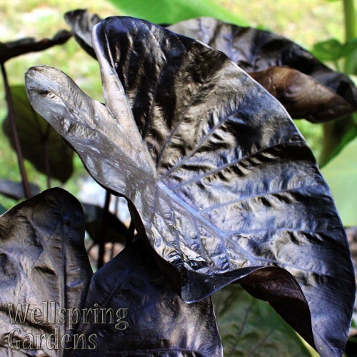 Black Ripple Elephant Ear (Puckered Up) - Colocasia - Live Plant