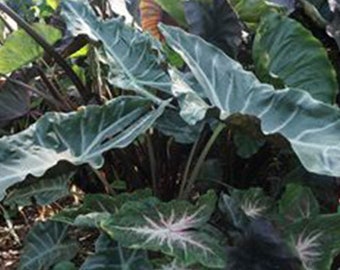 Hilo Beauty Elephant Ear (Alocasia) – Live Starter Plant In 3" Pot – Wellspring Gardens - View #4