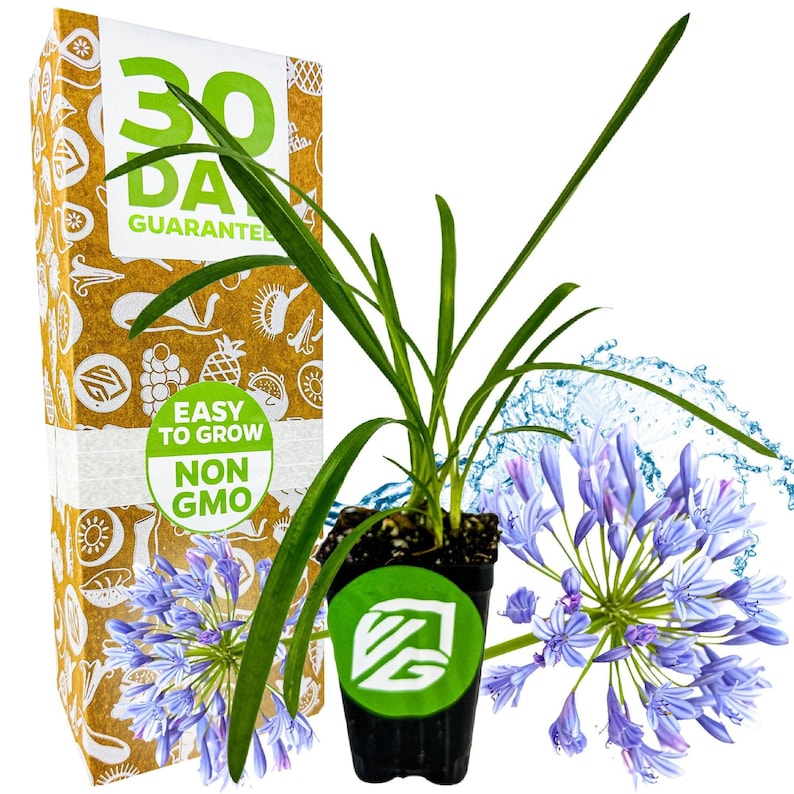 Agapanthus Lily of the Nile - Thumbnail 2