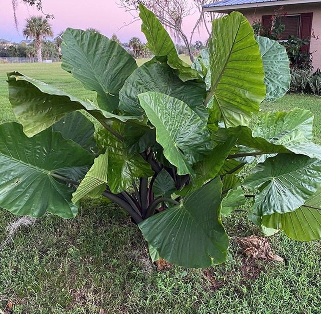 Dark Star Elephant Ear Alocasia Live Plant Etsy