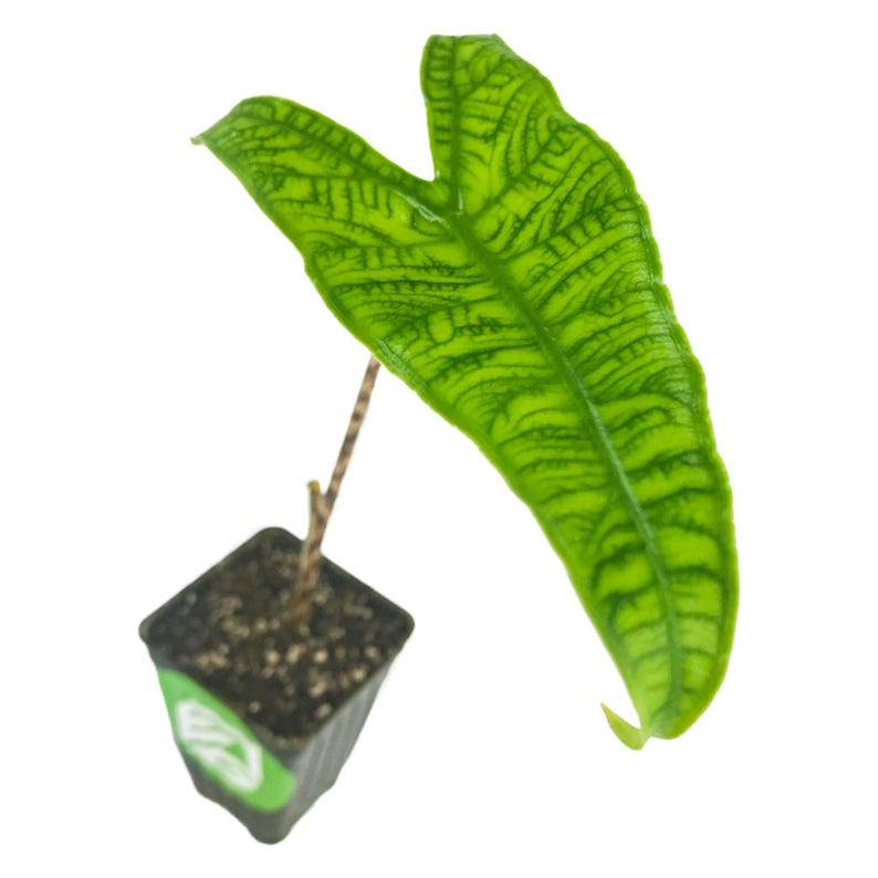 May include: A small green plant with a single large leaf in a black pot. The leaf has a distinctive pattern of light green veins.