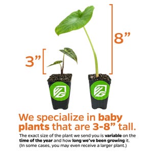 May include: Two potted plants, one is 3 inches tall and the other is 8 inches tall. The text reads "We specialize in baby plants that are 3-8" tall. The exact size of the plant we send you is variable on the time of the year and how long we've been growing it. (In some cases, you may even receive a larger plant.)"
