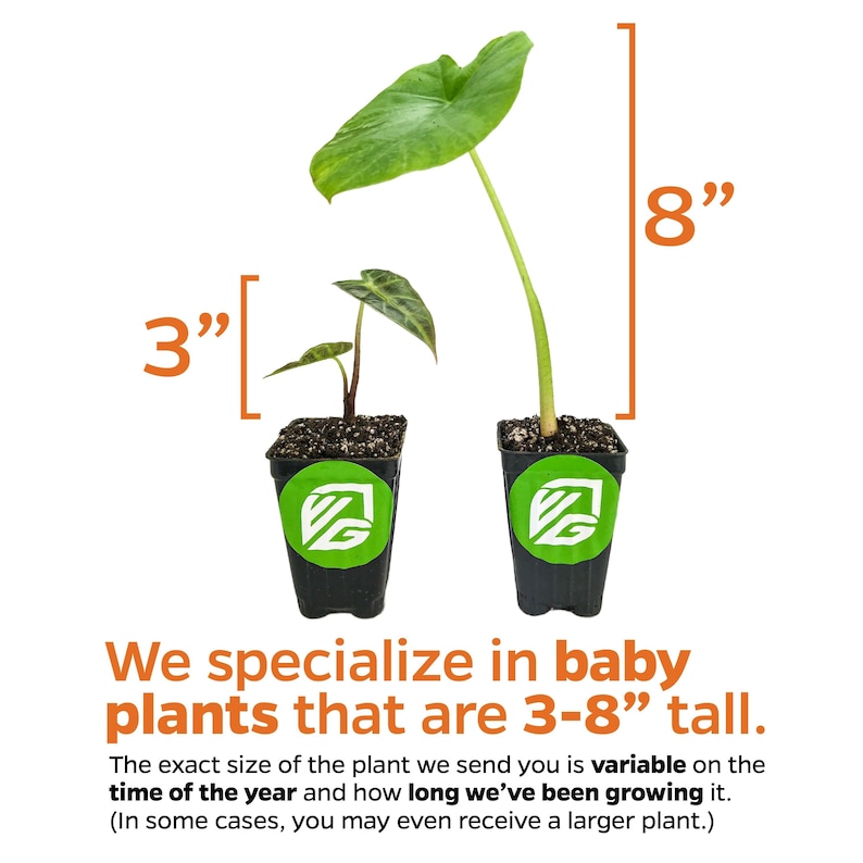 May include: Two potted plants, one is 3 inches tall and the other is 8 inches tall. The text reads "We specialize in baby plants that are 3-8" tall. The exact size of the plant we send you is variable on the time of the year and how long we've been growing it. (In some cases, you may even receive a larger plant.)"
