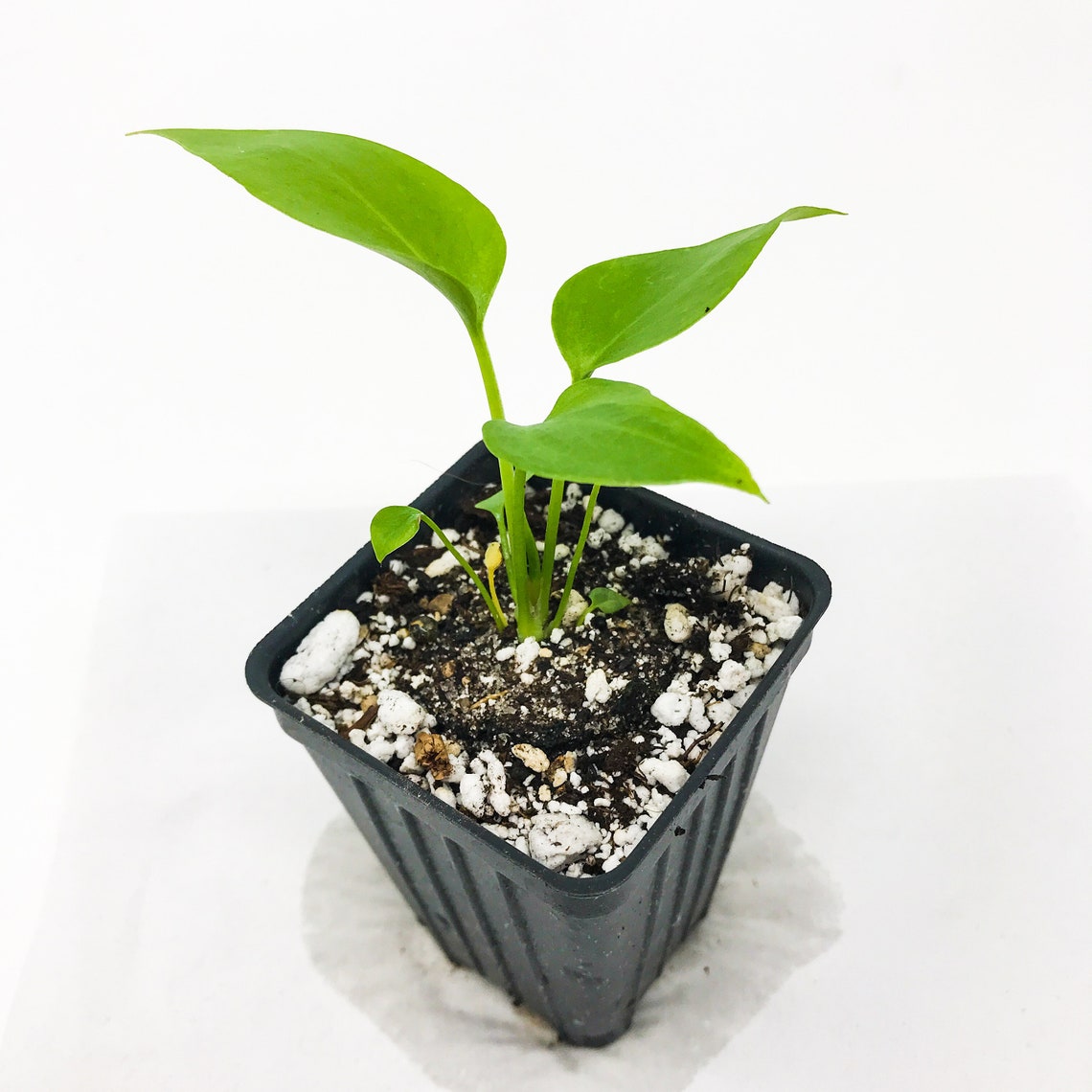 Anthurium Big Red Bird Bird's Nest Anthurium Live Etsy