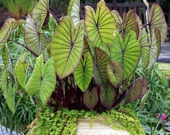 Blue Hawaii Elephant Ear - Colocasia - Live Plant