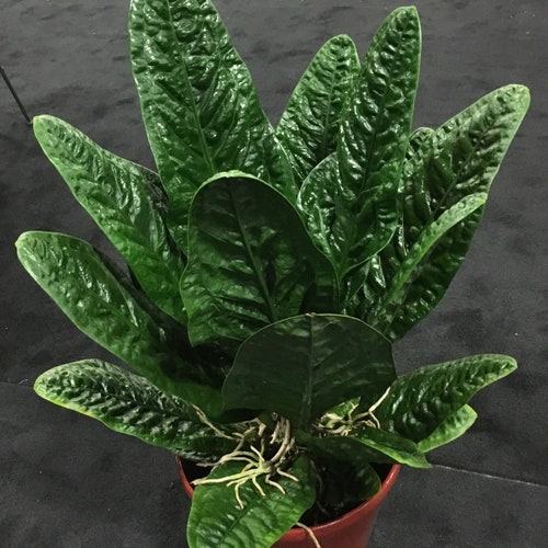 Anthurium Big Red Bird Bird's Nest Anthurium Live Etsy