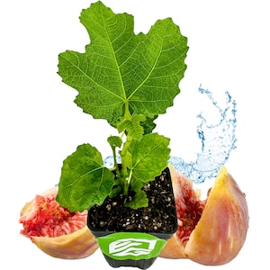 May include: A green fig tree sapling in a black pot with a green label. The pot is surrounded by two halves of a ripe fig, one with a pink interior.