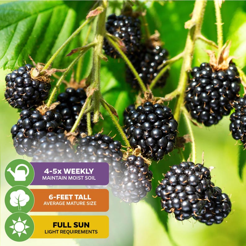 Kiowa Blackberry - Rubus - Live Plant immagine 4