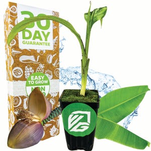 Basjoo Banana - Musa - Live Plant