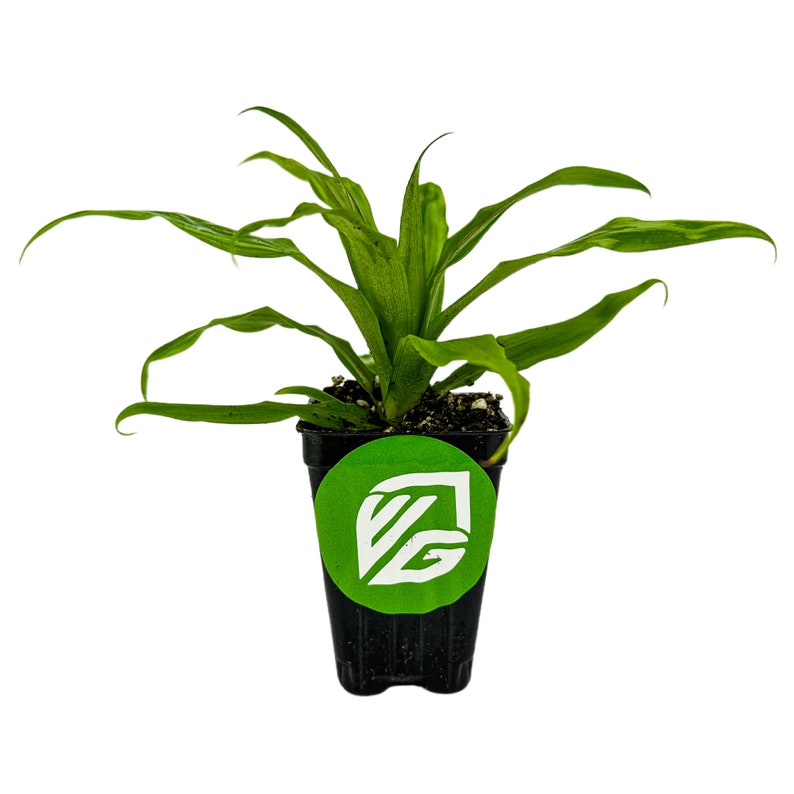 Florida Special Pineapple Ananas Comosus Live Plant Etsy