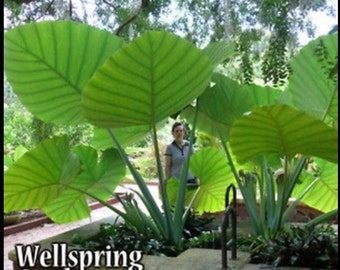 Thailand Giant Elephant Ear (Thai Giant) - Colocasia gigantea - Live Plant