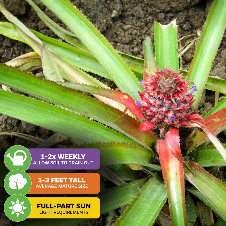 Wellspring Gardens Florida Special Pineapple - Thumbnail 3