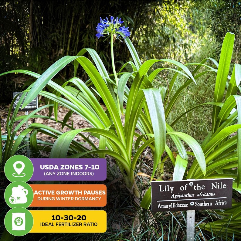 Agapanthus Lily of the Nile - Thumbnail 3