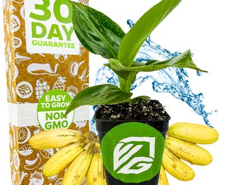 Plátano Principito - Musa - Planta viva