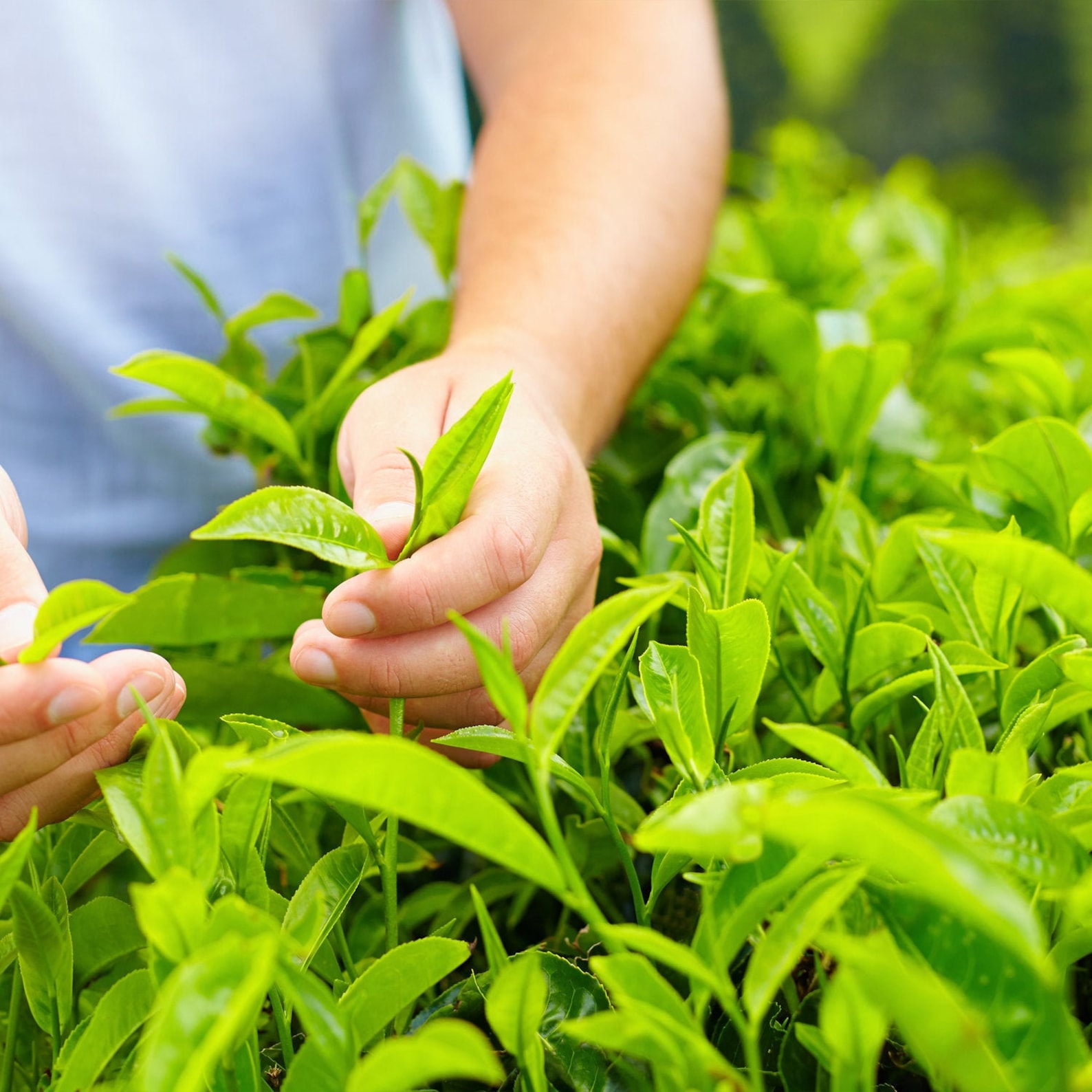 Саженец чая. Camellia sinensis var. assamica. камелия ассамика. чайный лист. листья чая.
