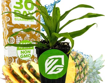 Florida Special Pineapple - Ananas comosus - Live Plant