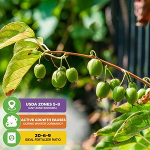 Puede incluir: Primer plano de una rama con varios kiwis verdes peque&ntilde;os colgando. La imagen incluye cuadros de texto con informaci&oacute;n sobre las zonas USDA 5-8, las pausas de crecimiento activo y una proporci&oacute;n ideal de fertilizante de 20-6-9.