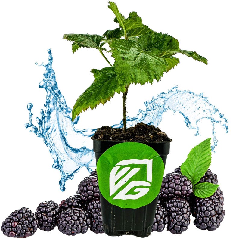 May include: A black plastic pot with a green label containing a blackberry plant with green leaves. The plant is surrounded by fresh blackberries and a water splash effect.