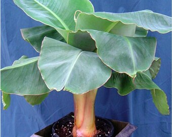 Little Prince Banana - Musa - Live Plant