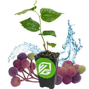 Sherbet Berry Live Plant (Phalsa/Falsa) - Grewia asiatica by Wellspring Gardens - Starter Plant