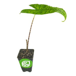 May include: A green and white variegated plant with a single leaf growing in a black pot with a green logo.