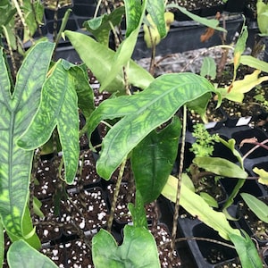 May include: Close-up of a group of green plants with variegated leaves in small black pots. The plants have long, thin stems and are growing in a greenhouse setting.