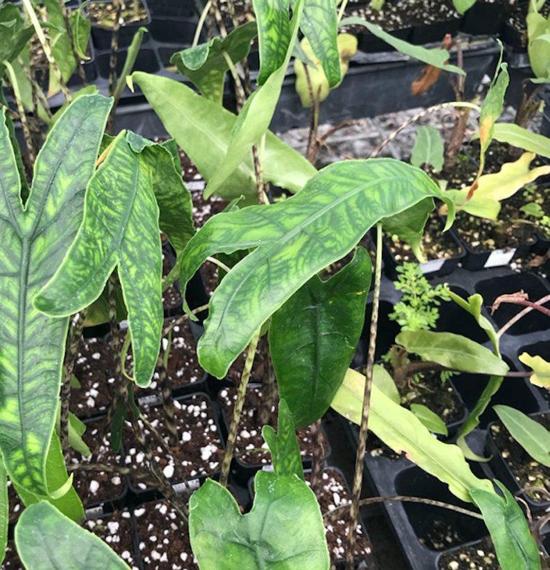 May include: Close-up of a group of green plants with variegated leaves in small black pots. The plants have long, thin stems and are growing in a greenhouse setting.