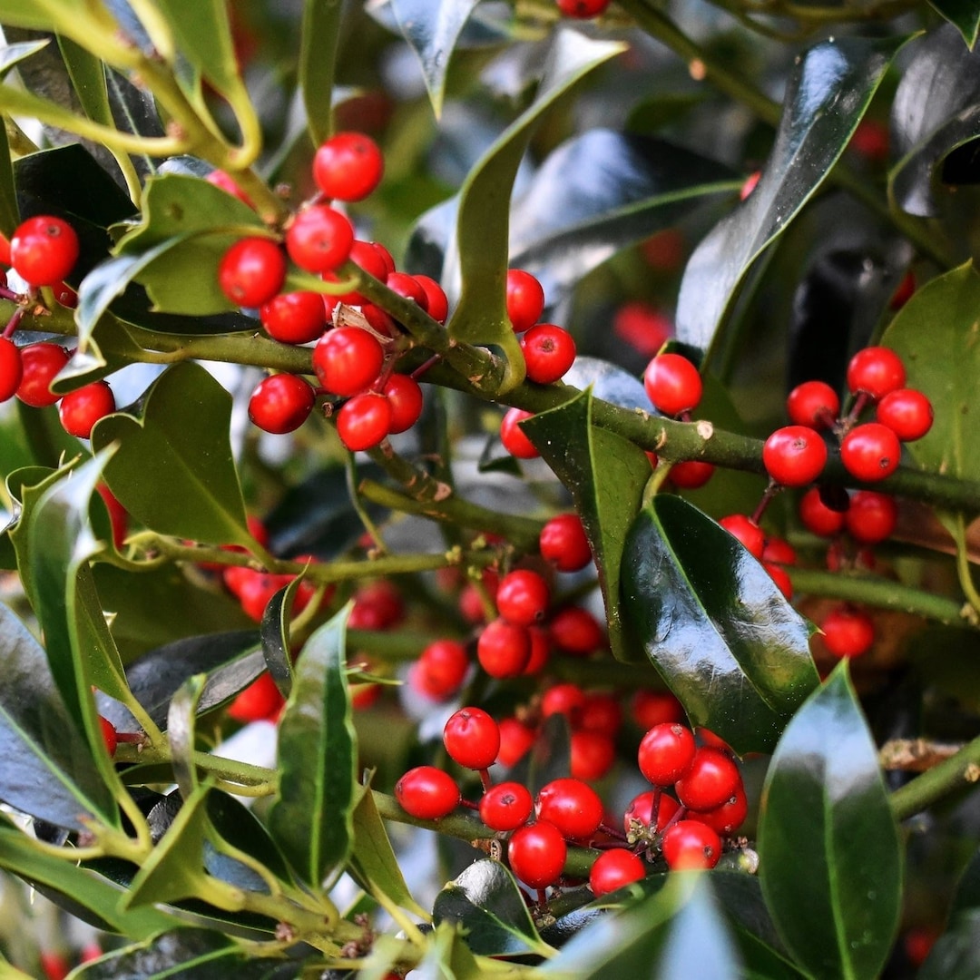 Dwarf Yaupon Holly Shrub Native Caffeinated Tea Ilex Live Plant - Etsy