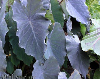 Black Ruffles Elephant Ear - Colocasia esculenta - Live Plant