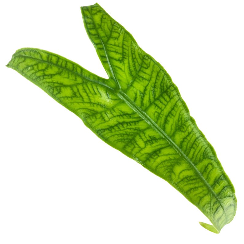 May include: A single green leaf with a unique pattern of veins. The leaf is shaped like a heart and has a pointed tip.