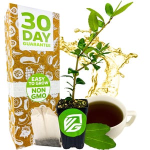 Dwarf Yaupon Holly Shrub - Native Caffeinated Tea - Ilex - Live Plant