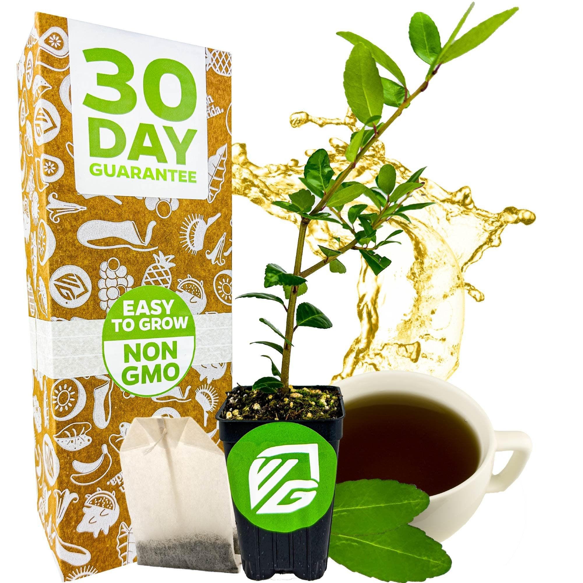 Dwarf Yaupon Holly Shrub - Native Caffeinated Tea - Ilex - Live Plant