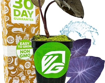 Black Magic Elephant Ear - Colocasia esculenta