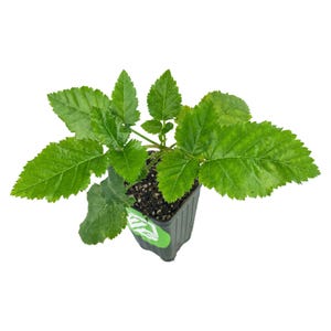 Prime-Ark Freedom Blackberry - Rubus - Live Plant