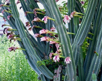 Peruvian Apple Cactus - Cereus peruvianus repandus - Live Plant