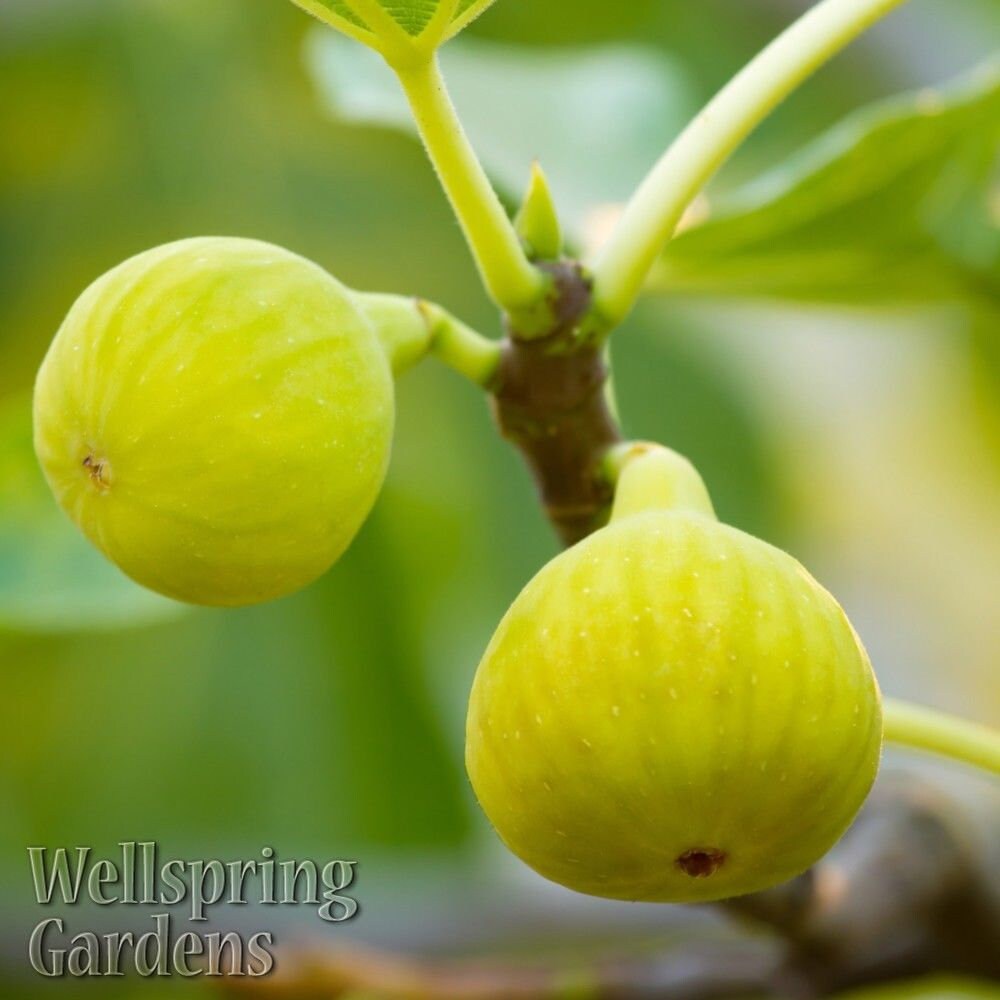 Fig trees “Yellow Long Neck” 2 Plants cheap price!